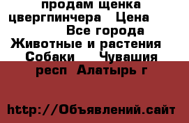 продам щенка цвергпинчера › Цена ­ 15 000 - Все города Животные и растения » Собаки   . Чувашия респ.,Алатырь г.